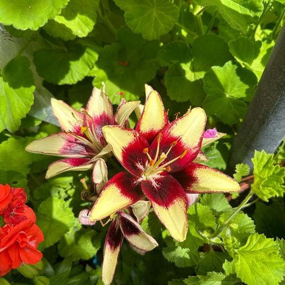 Meet your Posher, Julianna! - Picture 4 of 4